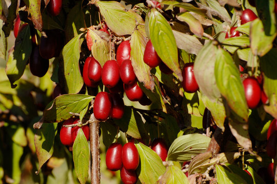 Kornelkirsche,  Cornus mas L.