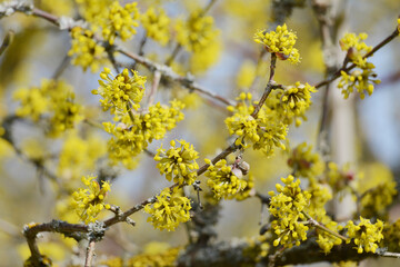 Kornelkirsche,  Cornus mas L.