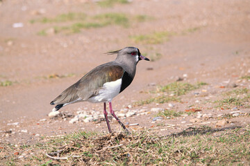 Southern lapwing bird walking on the sand