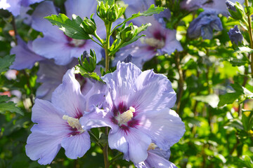 Gartenhibiskus, Straucheibisch, Hibiscus syriacus