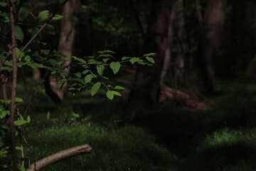 Beautiful dark forest atmospheric background wallpaper with copy space for text