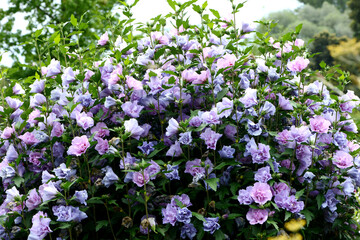 Gartenhibiskus, Straucheibisch, Hibiscus syriacus, Souvenier de  Charles Breton