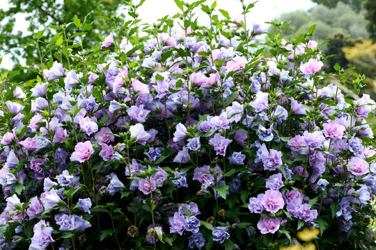 Gartenhibiskus, Straucheibisch, Hibiscus syriacus, Souvenier de  Charles Breton