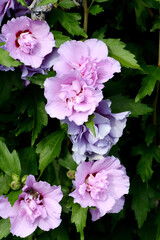 Gartenhibiskus, Straucheibisch, Hibiscus syriacus, Souvenier de  Charles Breton