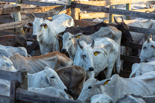 Livestock in confinement, oxen, cows, sunny day