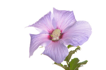 Hibiskus-Gartenhibiskus, Straucheibisch, Hibiscus syriacus