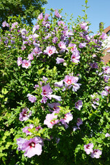 Gartenhibiskus, Straucheibisch, Hibiscus syriacus