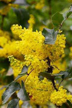 Mahonie, Gew&ouml;hnliche Mahonia aquifolium