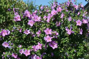 Gartenhibiskus, Straucheibisch, Hibiscus syriacus