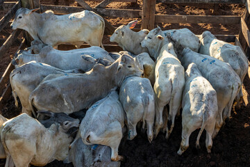 Livestock in confinement, oxen, cows, sunny day
