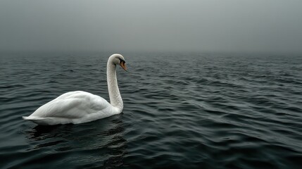 Fototapeta premium White swan on dark water
