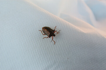 brown marmorated stink bug resting on a white fabric surface.