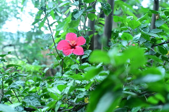 beautiful pink hibiscus flower of my garden which is also known as gudhal flower.