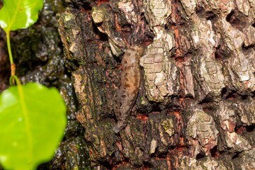 Carolina mantleslug (Philomycus carolinianus).  Is a species of land slug, is a part of the fauna of the Carolinian Forest in Canada. Natural photo in North Carolina 