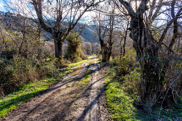 Camino con rodadas en invierno