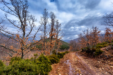 Camino entre los robles