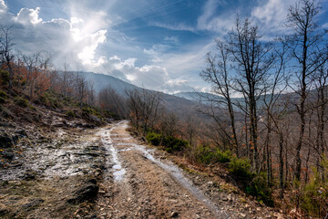 Camino tras la lluvia