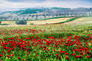 Campos en primavera