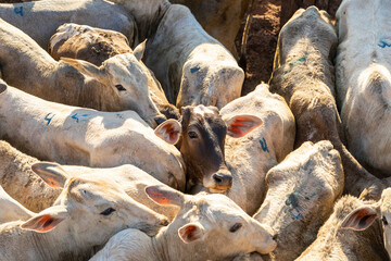 Livestock in confinement, oxen, cows, sunny day