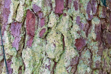 Bark of an old white pine tree partially covered with lichen