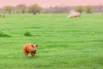 Red Duroc piglet grazing peacefully in a lush green meadow, enjoying the warm glow of sunset under a beautiful sky © EdNurg