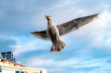 Gull flying up close with french fries in a great example of urban birding
