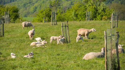 A group of young, white, cute and newborn lambs in a herd of sheep in Germany, Ebergötzen