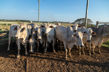 Livestock in confinement, oxen, cows, sunny day