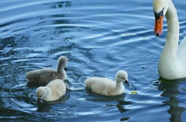 Mother swan with cute fluffy babies swim on the lake in nature