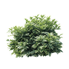 Variegated shrub with green leaves isolated on transparent background