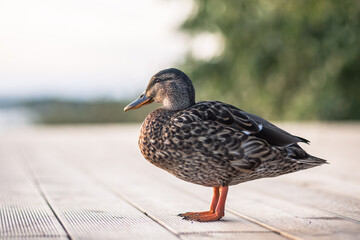 Duck  (Anas platyrhynchos) 