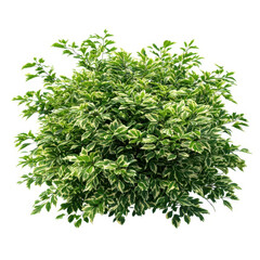Variegated shrub with green leaves isolated on transparent background