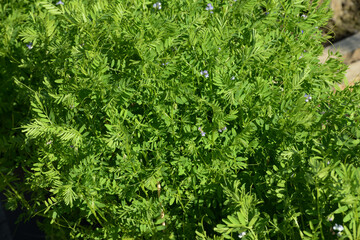 Linse, Erve  Küchen-Linse,  Lens culinaris