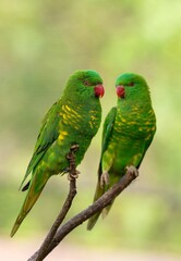 pair of parrots