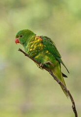 green parrot on a branch