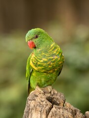 green parrot on a branch