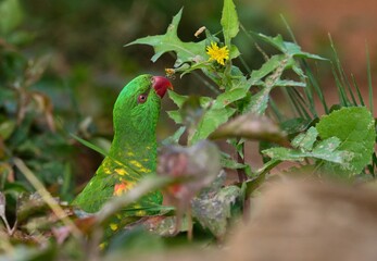 green parrot