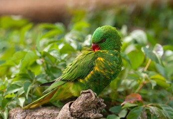 green parrot on a branch