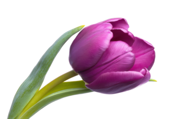 Elegant purple tulip blossom with green leaf on a transparent background vector, showcasing vibrant floral beauty and spring bloom