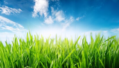 Obraz premium close up of natural green grass on blue sky background