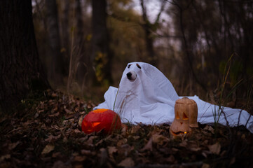 Jack Russell Terrier dog in a ghost costume for Halloween in the woods.