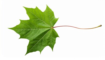 isolated green maple leaf