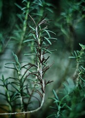 Spindly grass against a blurred background.