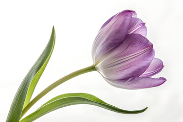 Obraz premium Elegant Purple Tulip Blossom