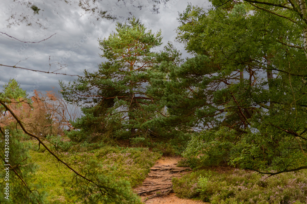 Poster scenic forest path leading through lush trees under a cloudy sky in a tranquil natural setting