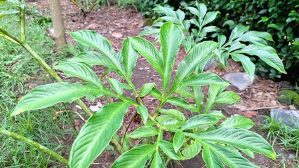 Amorphophallus Muelleri, Also Called Porang, Captured in High-Resolution with Vibrant Greenery Great for Nature Lovers, Organic Farming, and Science Projects	