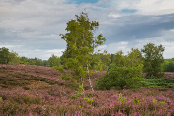 Vibrant heather blooms among trees in a tranquil meadow during a sunny day in late summer