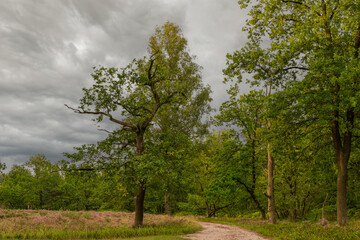 Fototapeta premium Serene pathway through lush greenery under cloudy skies in a peaceful natural setting