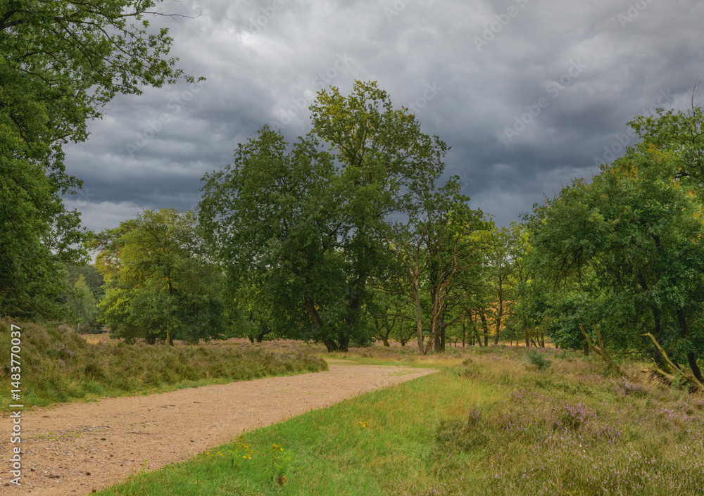 Poster cloudy sky over a winding path through the trees in an open area during late afternoon
