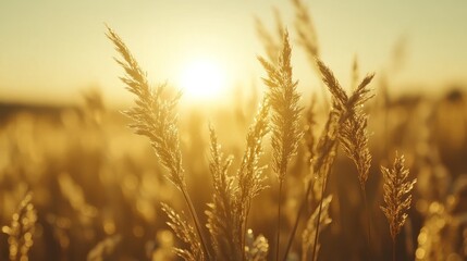 Golden Sunset Grasses